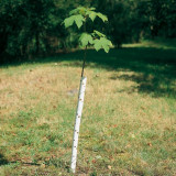  - Mechanická ochrana proti okusuje PlantaGard, různé délky a barvy Barva zelená. Délka 60 cm.