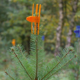  - Mechanická ochrana stromů PlantaGard Cactus v 2 barvách (oranžová, modrá) Barva modrá. Balenie100 Ks